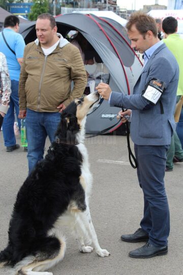 Sute de câini de rasă, admirați de 30.000 de spectatori, la cea de-a VIII-a ediție a "Bucovina Dog Show"