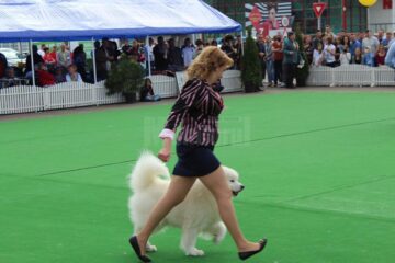 Sute de câini de rasă, admirați de 30.000 de spectatori, la cea de-a VIII-a ediție a "Bucovina Dog Show"