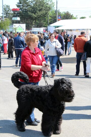 Rasa Tchiorny Terrier a fost prezentă pentru prima dată la „Bucovina Dog Show”
