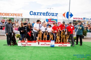 Sute de câini de rasă, admirați de 30.000 de spectatori, la cea de-a VIII-a ediție a "Bucovina Dog Show"