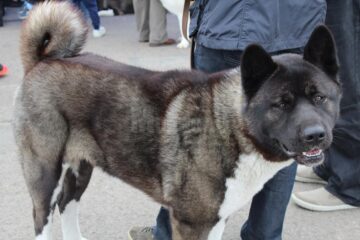 Sute de câini de rasă, admirați de 30.000 de spectatori, la cea de-a VIII-a ediție a "Bucovina Dog Show"