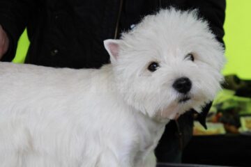 Sute de câini de rasă, admirați de 30.000 de spectatori, la cea de-a VIII-a ediție a "Bucovina Dog Show"