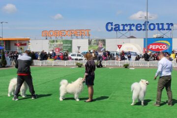 Sute de câini de rasă, admirați de 30.000 de spectatori, la cea de-a VIII-a ediție a "Bucovina Dog Show"