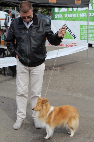 Sute de câini de rasă, admirați de 30.000 de spectatori, la cea de-a VIII-a ediție a "Bucovina Dog Show"