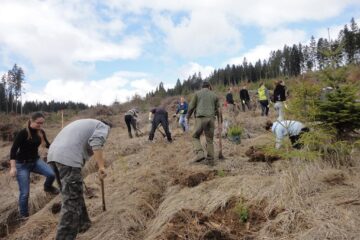 Lucrări de regenerare a pădurilor au fost executate pe o suprafață de 2.180 de hectare