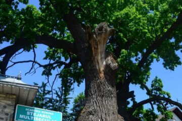 Simpozionul „Arborii ocrotiți, simbol al vitalității, diversității și frumuseții”, la Cajvana