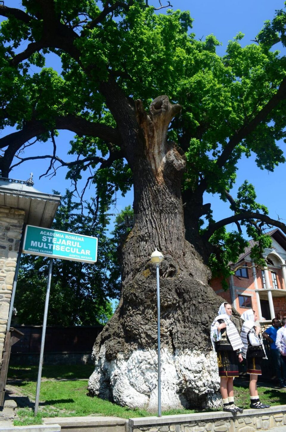 Simpozionul „Arborii ocrotiți, simbol al vitalității, diversității și frumuseții”, la Cajvana