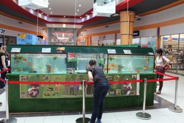 Expoziție acvatică cu prădători de temut și creaturi exotice, la Shopping City Suceava