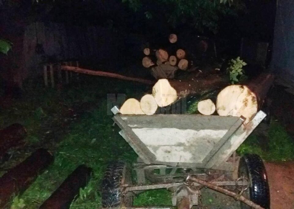 Două căruțe încărcate cu lemn proaspăt tăiat din pădure au fost confiscate de jandarmi duminică noapte