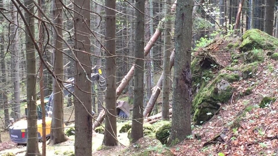 Arborii sunt tăiați sau chiar scoși cu totul din pământ, cu ajutorul unui excavator