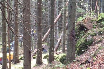 Arborii sunt tăiați sau chiar scoși cu totul din pământ, cu ajutorul unui excavator