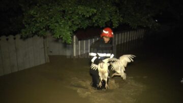 Ploile au făcut ravagii în județ