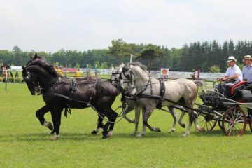 Spectacol ecvestru: cai de rasă, sărituri la obstacole și atelaje trase de cai, la Rădăuți