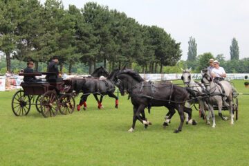 Show ecvestru cu atelaje trase de cai, făcut de campionul mondial Eduard Barta