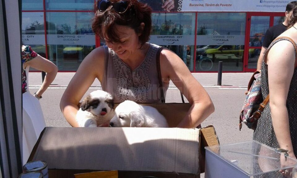Cățeluși care au găsit o familie la cea de-a treia ediția a târgului de adopții