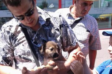 Cățeluși care au găsit o familie la cea de-a treia ediția a târgului de adopții