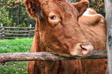 „În grădina lui Lipan”