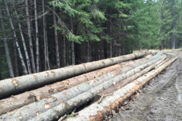 Lucrătorii Gărzii Forestiere Suceava au inventariat tăieri ilegale de arbori cu un volum de 1.340 metri cubi și o valoare de 390.700