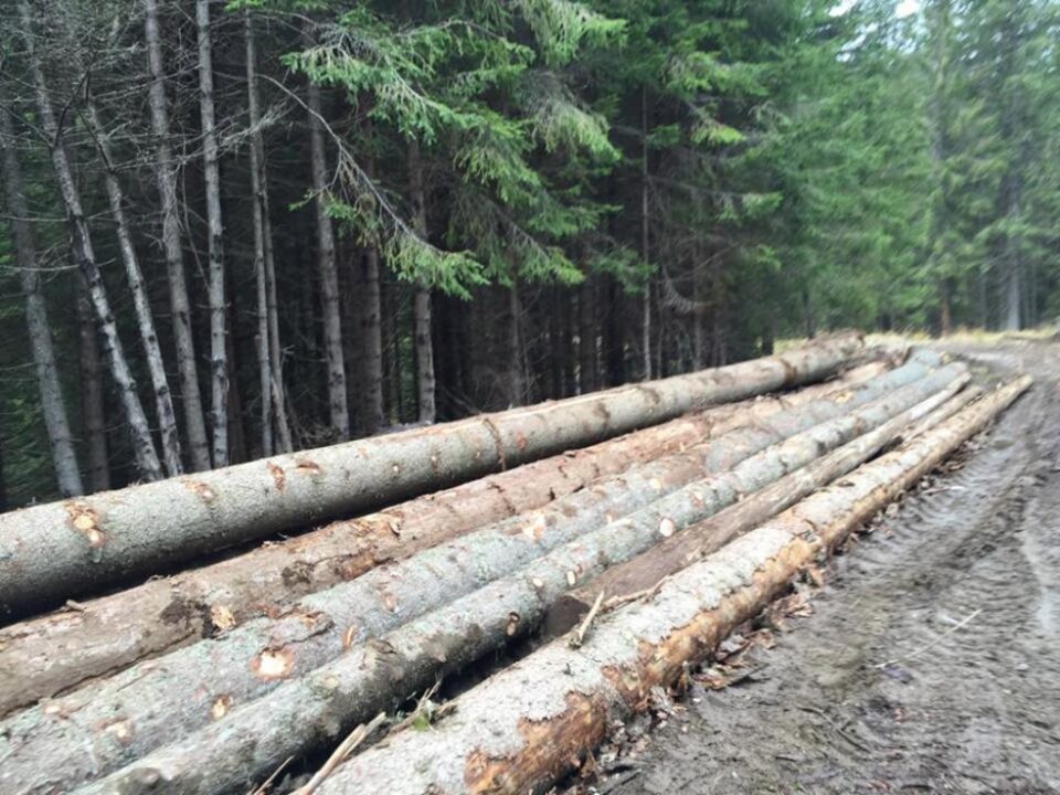 Lucrătorii Gărzii Forestiere Suceava au inventariat tăieri ilegale de arbori cu un volum de 1.340 metri cubi și o valoare de 390.700 Lucrătorii Gărzii Forestiere Suceava au inventariat tăieri ilegale de arbori cu un volum de 1.340 metri cubi și o valoare de 390.700