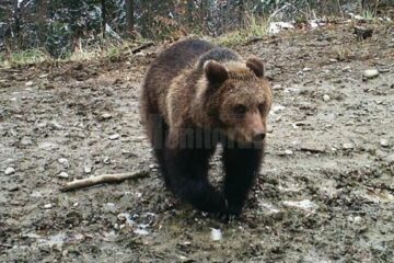 Pericol de atacuri de urs, semnalat de Garda Forestieră Suceava