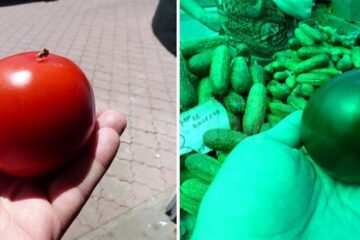 Aceleași roșii afară și în interior, sub cupola verde