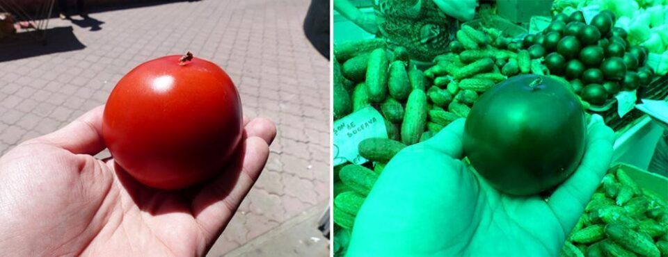 Aceleași roșii afară și în interior, sub cupola verde