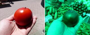 Aceleași roșii afară și în interior, sub cupola verde