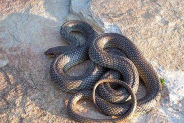 Șarpe de 1,2 metri, găsit în mașina unor suceveni care se întorceau din Deltă