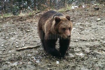 O ursoaică cu doi pui, spaima locuitorilor din zona de munte a Sucevei