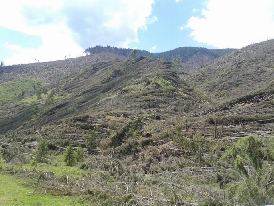 Aproape 500.000 de arbori au fost puși la pământ