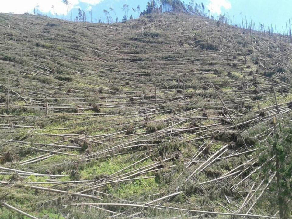 Aproape 500.000 de arbori au fost puși la pământ