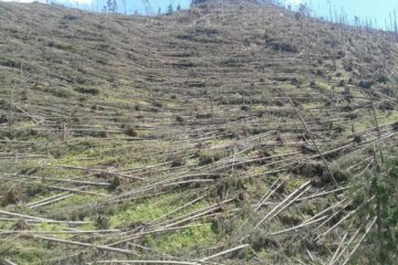 Aproape 500.000 de arbori au fost puși la pământ
