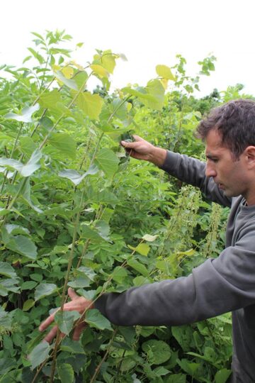 Pădurile distruse de dezastre naturale, refăcute integral, în timp record, de Direcția Silvică Suceava