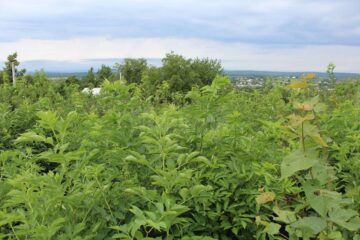 Pădurile distruse de dezastre naturale, refăcute integral, în timp record, de Direcția Silvică Suceava