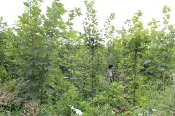 Pădurile distruse de dezastre naturale, refăcute integral, în timp record, de Direcția Silvică Suceava