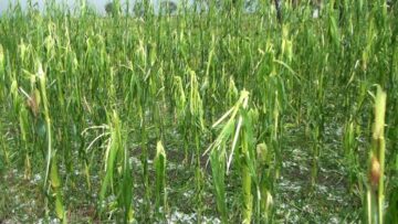 Gheața a distrus culturile agricole