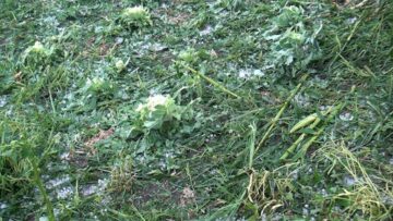 Gheața a distrus culturile agricole
