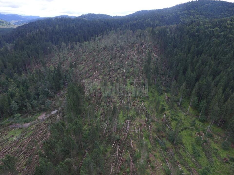 Mii de hectare de pădure, afectate de doborâturile de vânt, la Moldovița