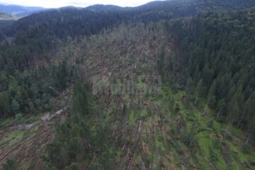 Mii de hectare de pădure, afectate de doborâturile de vânt, la Moldovița