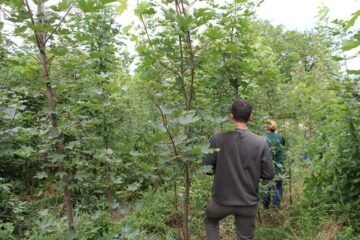 Refacerea pădurilor după dezastrele naturale, o misiune de care silvicultorii s-au achitat cu succes