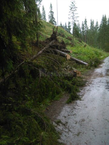 Mii de arbori, smulși din pământ sau rupți, după o furtună de un sfert de oră