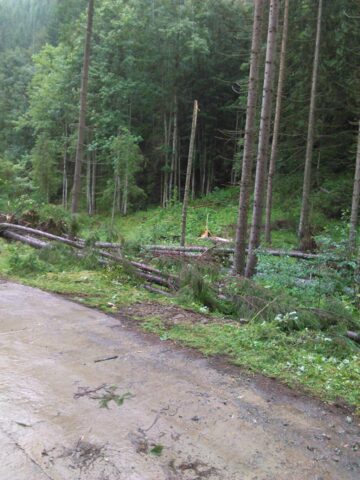 Mii de arbori, smulși din pământ sau rupți, după o furtună de un sfert de oră