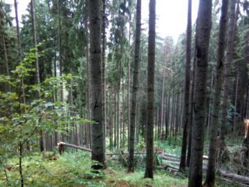 Mii de arbori, smulși din pământ sau rupți, după o furtună de un sfert de oră