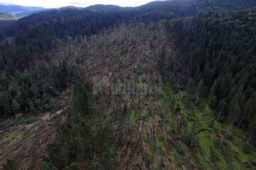 Volumul masei lemnoase puse la pământ este estimat la cca. 24.000 metri cubi