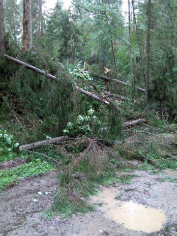 Mii de arbori, smulși din pământ sau rupți, după o furtună de un sfert de oră