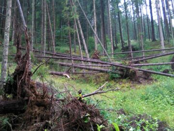 Mii de arbori, smulși din pământ sau rupți, după o furtună de un sfert de oră