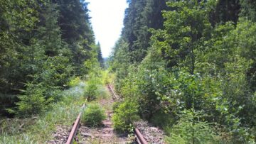 În doar câțiva ani, calea ferată Poiana Stampei - Dornișoara s-a transformat într-o mică pădure