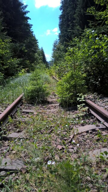 În doar câțiva ani, calea ferată Poiana Stampei - Dornișoara s-a transformat într-o mică pădure