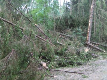 Mii de arbori, smulși din pământ sau rupți, după o furtună de un sfert de oră