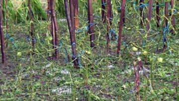 Pagube imense în agricultură, după potopul cu grindină cu o intensitate fără precedent